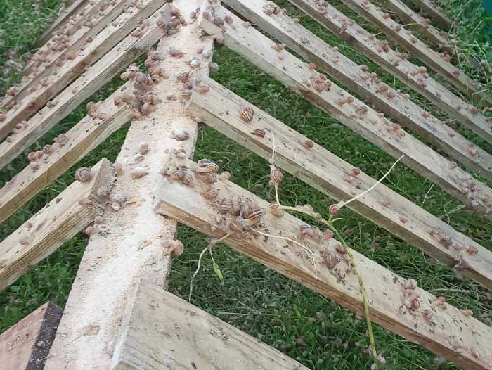 Edible snails on the  L’Escargots farm.