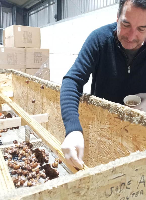 L'Escargots looking after the snails on the farm.