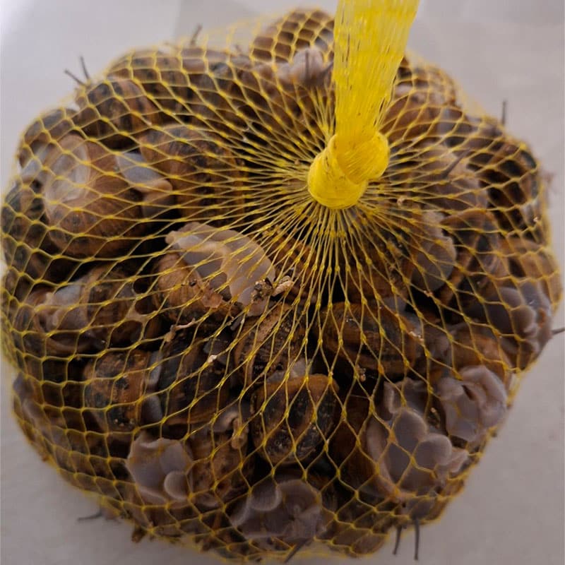 Human Consumption Snails