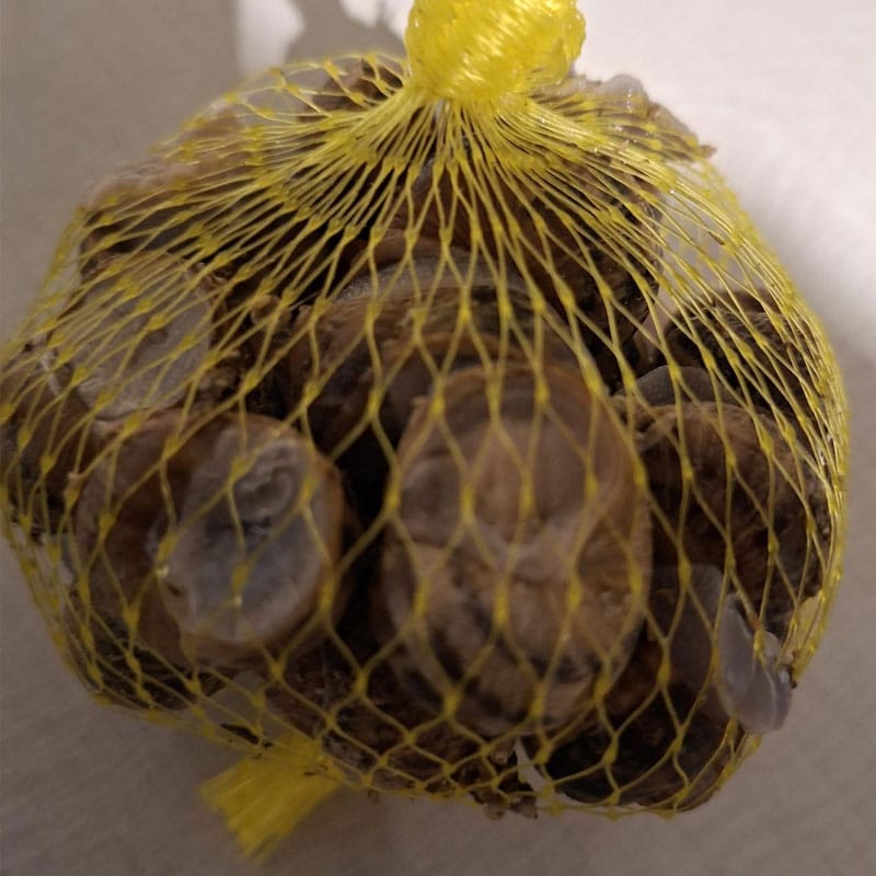 Live Snails For Pet Food