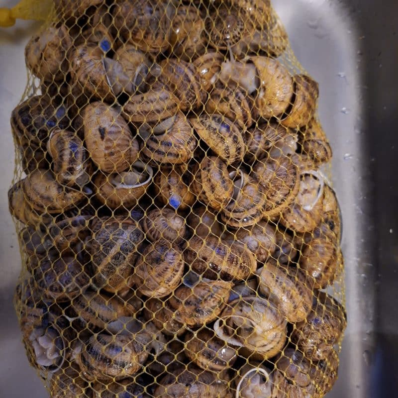 Live Extra Large Snails " Maxima " for Human Consumption