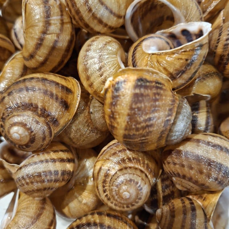 Extra Large Snail Shells " Maxima "